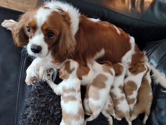 Cavalier King Charles Spaniel Dogs Breed