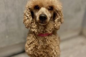 Miniature Poodle For Sale in Great Britain
