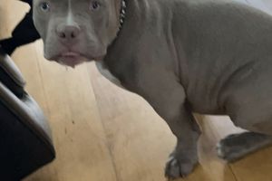 American Bully For Sale in Great Britain