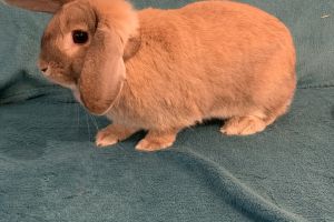 Mini Lop Rabbits Breed