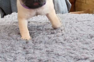 male puppy pug available