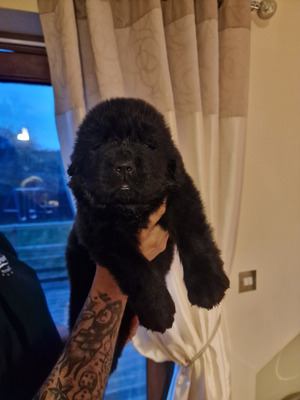 Newfoundland For Sale in the UK