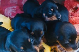 Miniature Dachshund for Rehoming