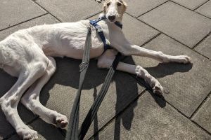 Borzoi for Rehoming