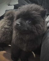Chow Chow Online Listings