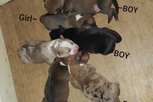 Cute Mixed Breed For Sale