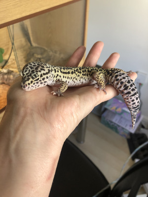 Gecko for Rehoming