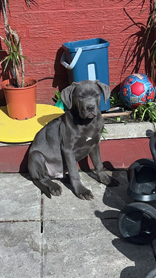 4 month best sale old cane corso