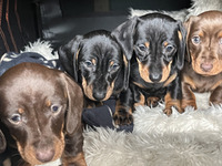 Miniature Dachshunds For Sale
