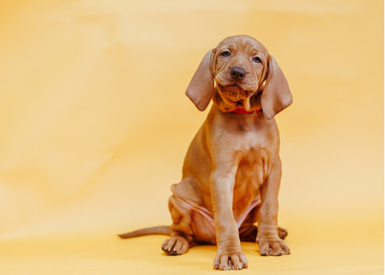 Hungarian Vizsla For Sale in the UK