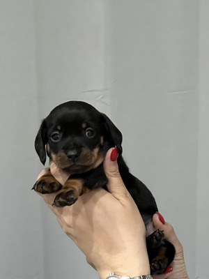 Miniature Dachshund For Sale in the UK