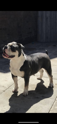 Old Tyme Bulldog For Sale in the UK
