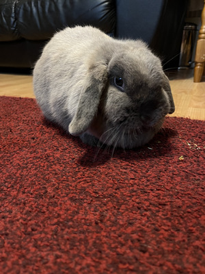 2 female mini lop rabbits | UKPets