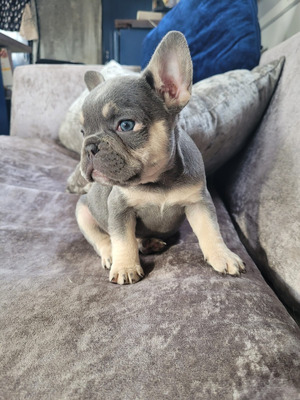 FRENCH PUPPIES FOR SALE , READY FOR THIER FOREVER HOME TODAY | UKPets