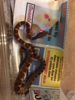 Corn Snake For Sale in Great Britain