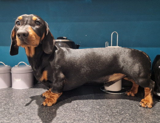 Dachshund For Stud in the UK