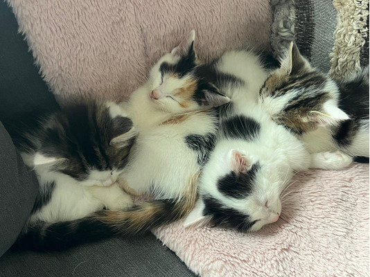 Maine Coons For Sale