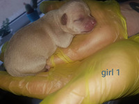 3 beautiful female Chihuahua puppies for sale