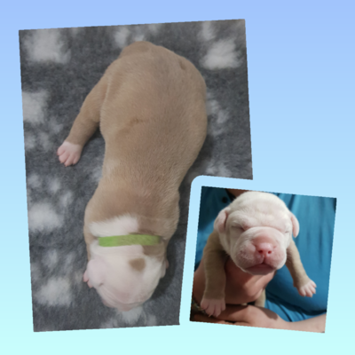 Available Old Tyme Bulldogs