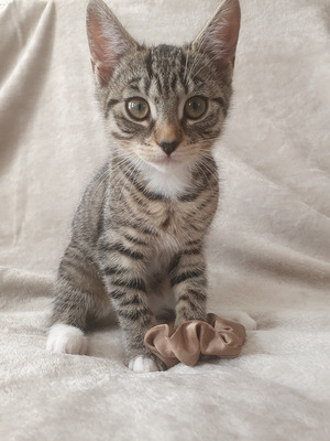 BENGAL X TABBY FEMALE KITTEN 11 WEEKS OLD | UKPets