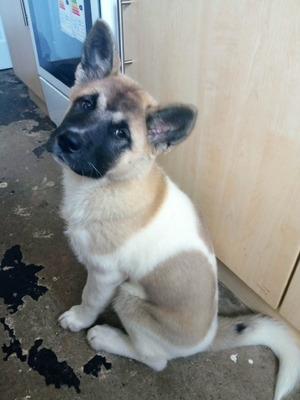 Japanese Akita puppy for sale | UKPets