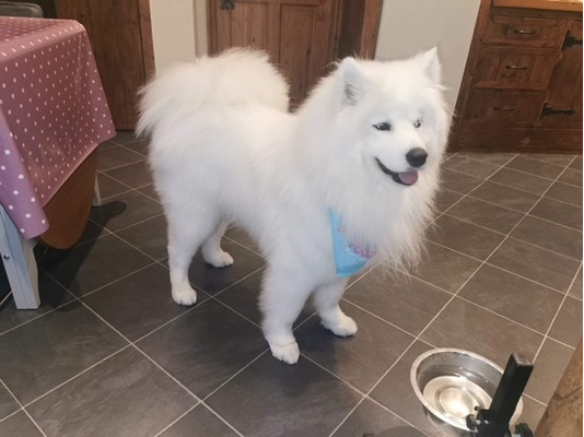 Samoyed For Stud in Great Britain