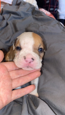 Greenland puppies outlet for sale