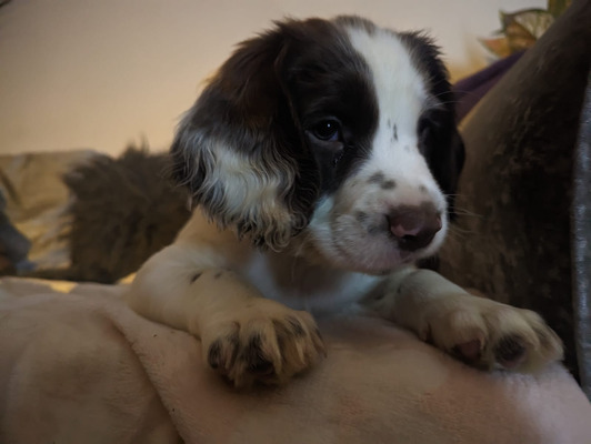 READY NOW Stunning Liver And White Springers. | UKPets