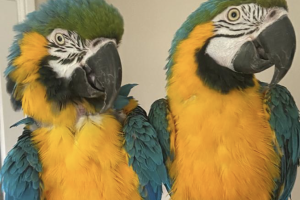 Macaw Dogs Breed