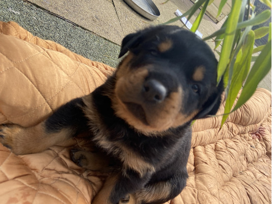 Cute Rottweiler For Sale