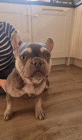 Beautiful Blue and Tan Frenchie girl for sale