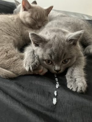 2 beautiful British shorthair blue chunky boys available | UKPets