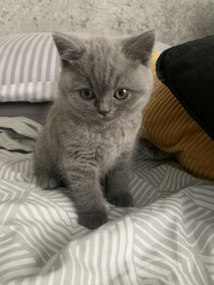 2 beautiful British shorthair blue chunky boys available | UKPets