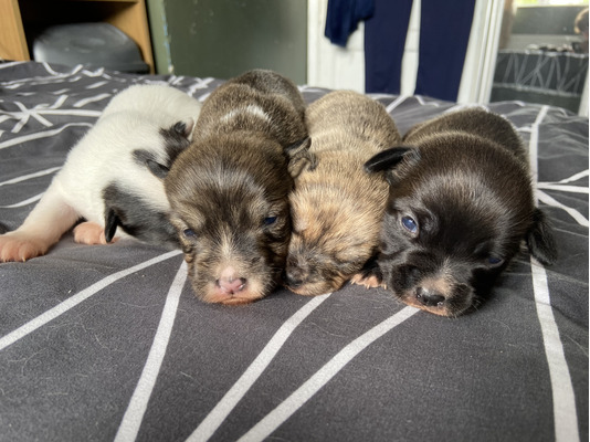Mixed Breed For Sale