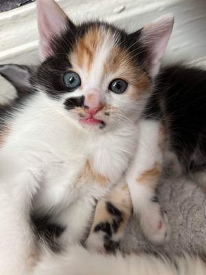 calico kittens for sale | UKPets