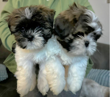 Lhasa Apso for Rehoming