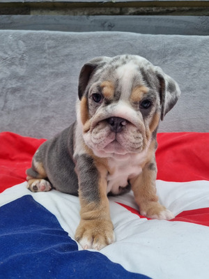 English Bulldog Advertisement UK Pets