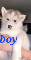 Siberian Husky Online Ad