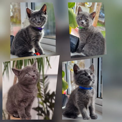 Russian Blue For Sale in the UK