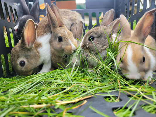 Dutch Rabbits Breed