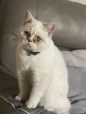 Beautiful boy british shorthair | UKPets