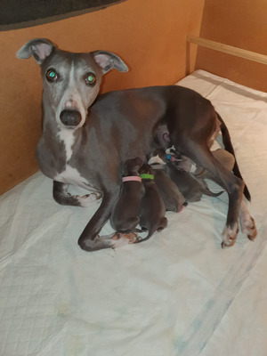 Available Whippets