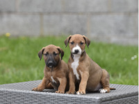 Mixed Breed for Rehoming
