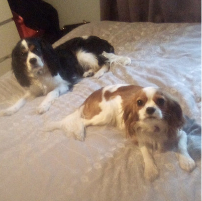 Cavalier King Charles Spaniel For Sale in the UK