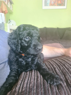 Labradoodle Dogs and Puppies For Sale in the UK