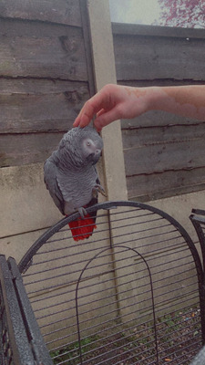 African Grey/parrot/bird | UKPets