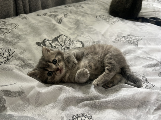 British Shorthair For Sale in the UK