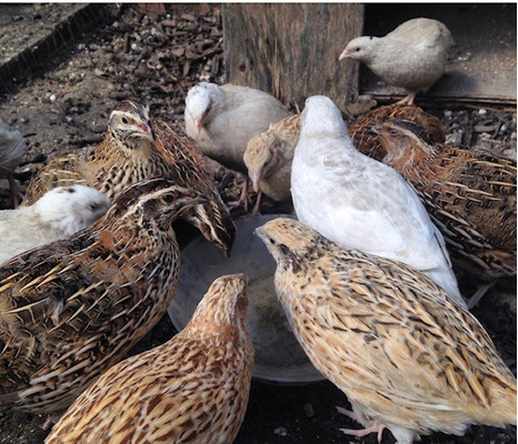 Quails for Rehoming