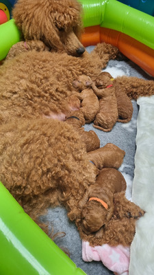 Poodle For Sale in Lodon