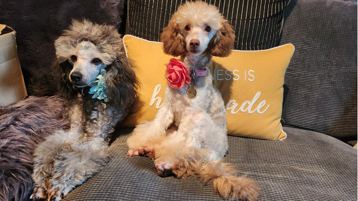 Toy Poodle For Sale in Great Britain